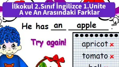 ilkokul 2 sinif 1 Unite A ve An Arasindaki Farklar pdf indir